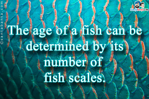 The age of a fish can be determined by its number of fish scales.