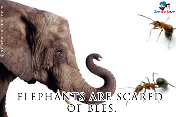 Elephants are scared of bees.