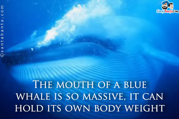 The mouth of a blue whale is so massive, it can hold its own body weight in water.