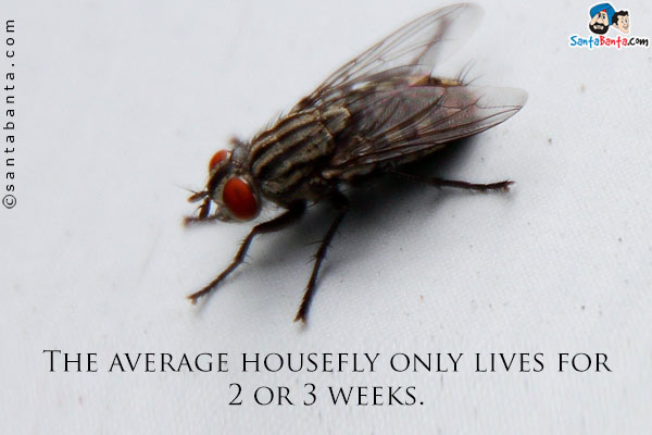 The average housefly only lives for 2 or 3 weeks.