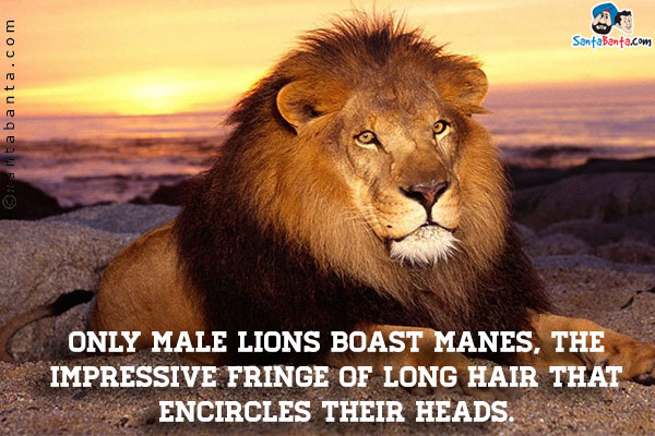 Only male lions boast manes, the impressive fringe of long hair that encircles their heads.