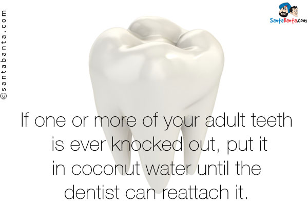 If one or more of your adult teeth is ever knocked out, put it in coconut water until the dentist can reattach it.