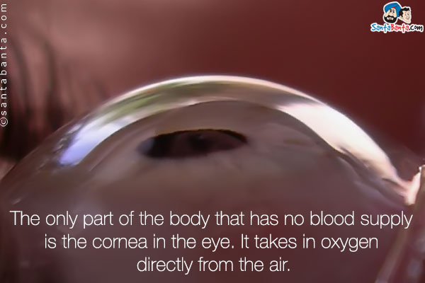 The only part of the body that has no blood supply is the cornea in the eye. It takes in oxygen directly from the air.