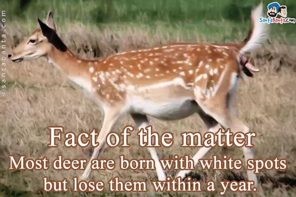 Fact of the matter<br />
Most deer are born with white spots but lose them within a year.