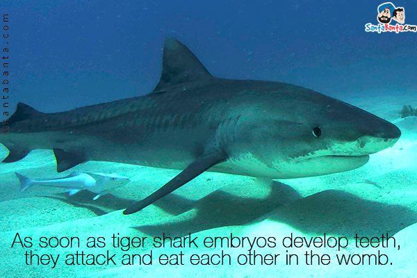 As soon as tiger shark embryos develop teeth, they attack and eat each other in the womb.