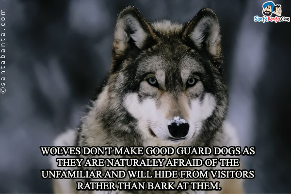 Wolves don't make good guard dogs as they are naturally afraid of the unfamiliar and will hide from visitors rather than bark at them.