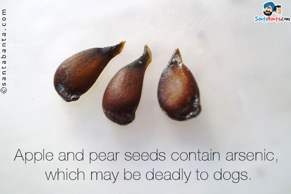 Apple and pear seeds contain arsenic, which may be deadly to dogs.