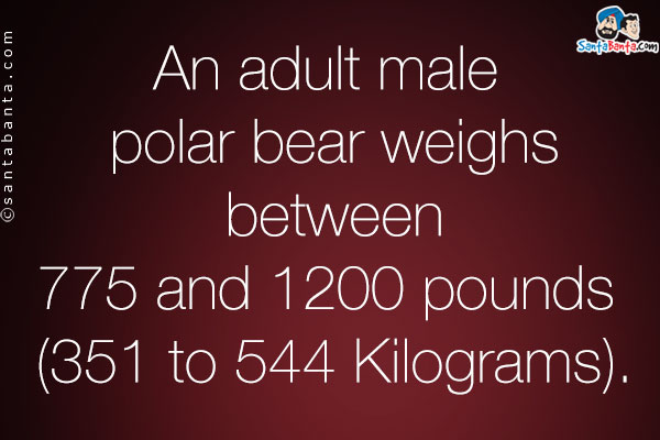 An adult male polar bear weighs between 775 and 1200 pounds (351 to 544 Kilograms).