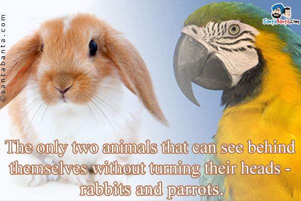 The only two animals that can see behind themselves without turning their heads - rabbits and parrots.