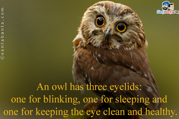 An owl has three eyelids: one for blinking, one for sleeping and one for keeping the eye clean and healthy.