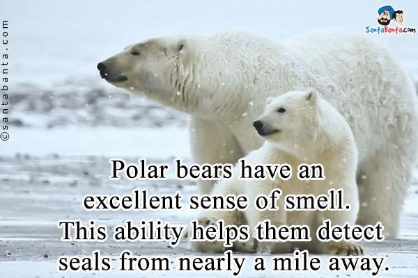 Polar bears have an excellent sense of smell. This ability helps them detect seals from nearly a mile away.