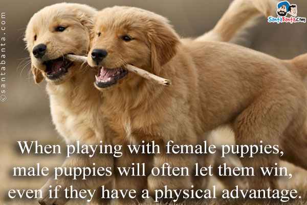 When playing with female puppies, male puppies will often let them win, even if they have a physical advantage.