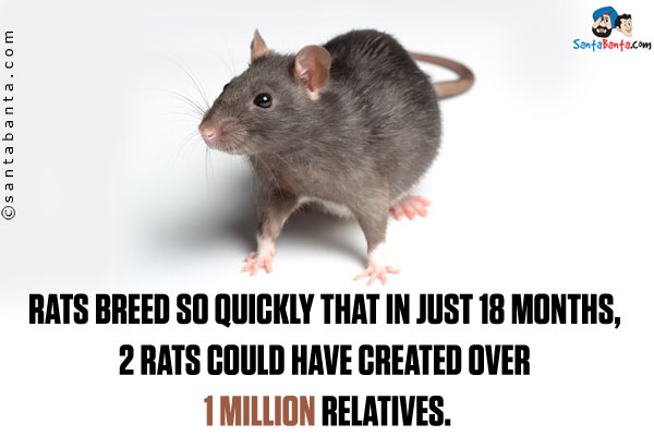 Rats breed so quickly that in just 18 months, 2 rats could have created over 1 million relatives.