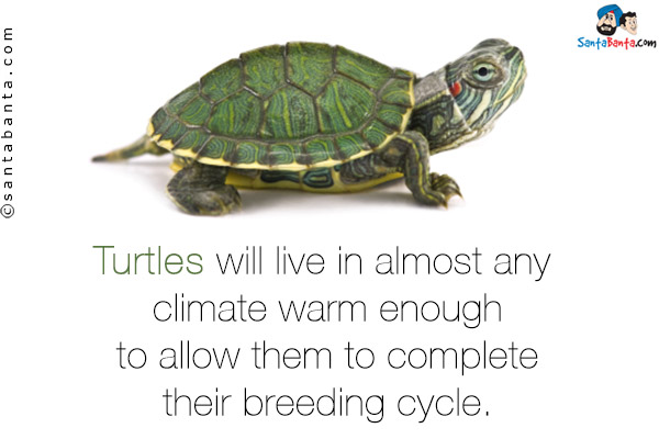 Turtles will live in almost any climate warm enough to allow them to complete their breeding cycle.