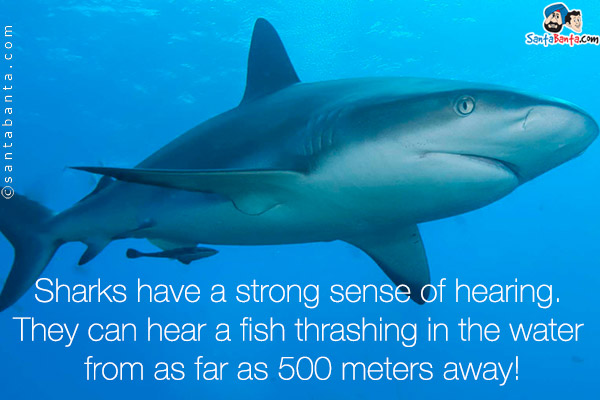 Sharks have a strong sense of hearing. They can hear a fish thrashing in the water from as far as 500 meters away!