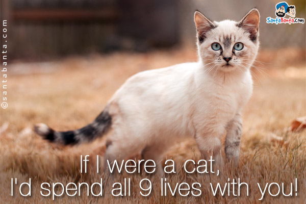 If I were a cat, I'd spend all 9 lives with you!