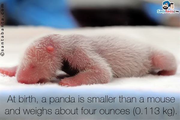 At birth, a panda is smaller than a mouse and weighs about four ounces (0.113 kg).