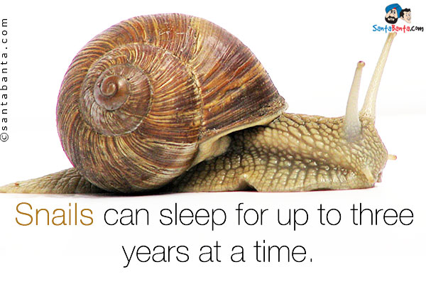 Snails can sleep for up to three years at a time.