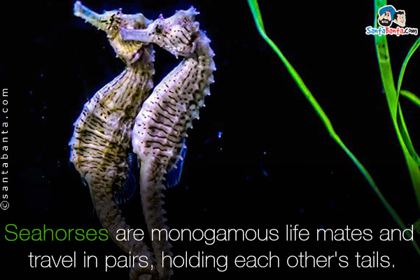 Seahorses are monogamous life mates and travel in pairs, holding each other's tails.