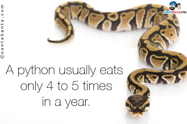 A python usually eats only 4 to 5 times in a year.