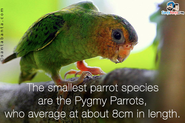 The smallest parrot species are the Pygmy Parrots, who average at about 8cm in length.