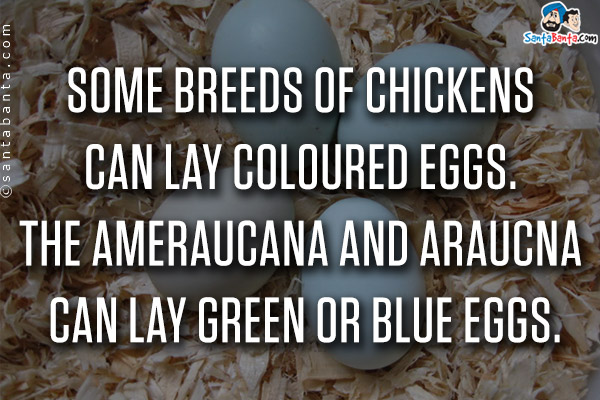 Some breeds of chickens can lay coloured eggs. The Ameraucana and Araucna can lay green or blue eggs.