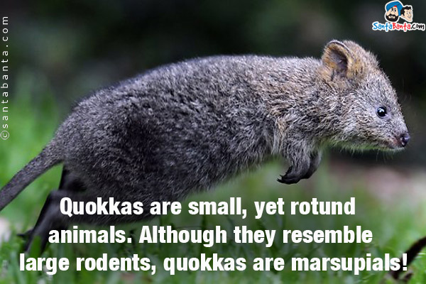 Quokkas are small, yet rotund animals. Although they resemble large rodents, quokkas are marsupials!