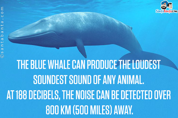 The blue whale can produce the loudest soundest sound of any animal. At 188 decibels, the noise can be detected over 800 km (500 miles) away.