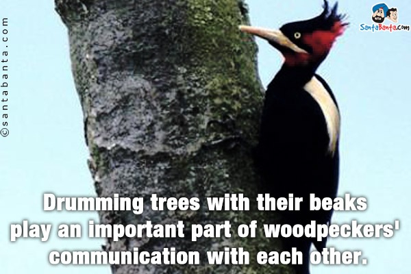 Drumming trees with their beaks play an important part of woodpeckers' communication with each other.