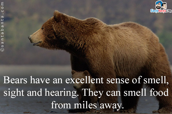 Bears have an excellent sense of smell, sight and hearing. They can smell food from miles away.