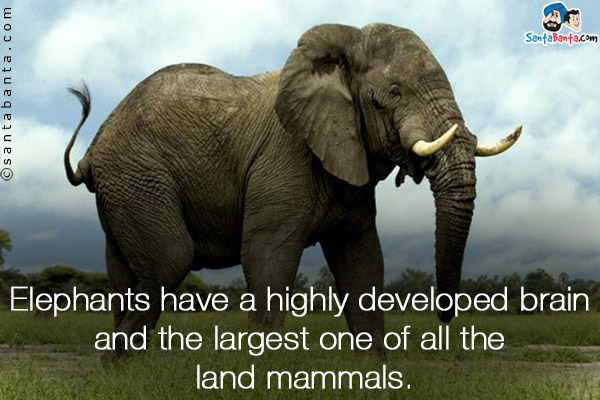 Elephants have a highly developed brain and the largest one of all the land mammals.