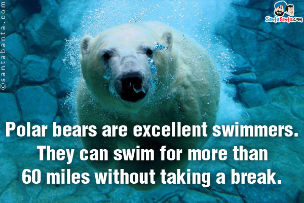 Polar bears are excellent swimmers. They can swim for more than 60 miles without taking a break.