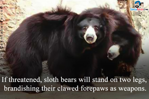 If threatened, sloth bears will stand on two legs, brandishing their clawed forepaws as weapons.