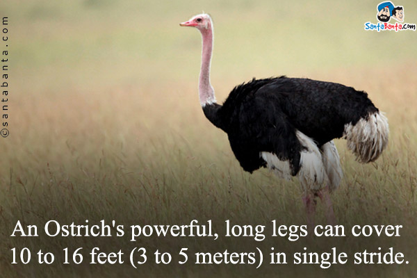 An Ostrich's powerful, long legs can cover 10 to 16 feet (3 to 5 meters) in single stride.