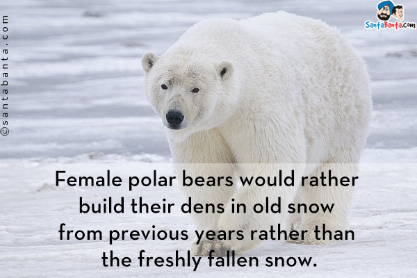 Female polar bears would rather build their dens in old snow from previous years rather than the freshly fallen snow.