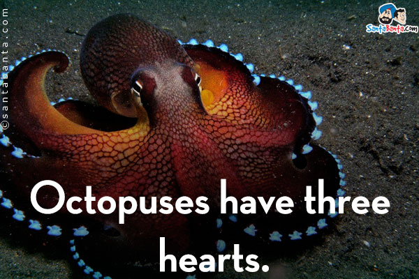 Octopuses have three hearts.