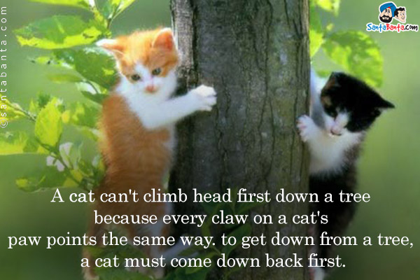 A cat can't climb head first down a tree because every claw on a cat's paw points the same way. to get down from a tree, a cat must come down back first.