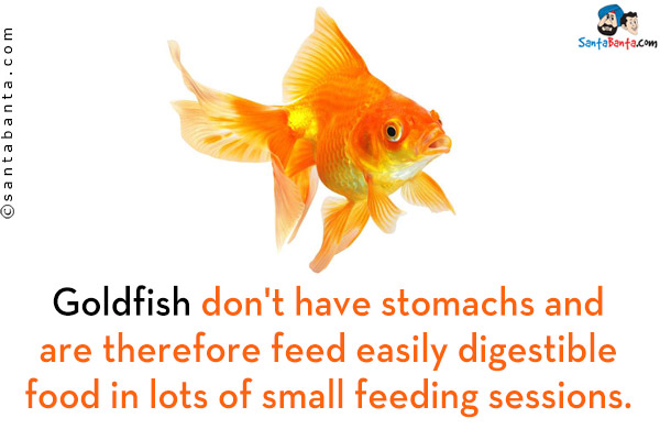 Goldfish don't have stomachs and are therefore feed easily digestible food in lots of small feeding sessions.