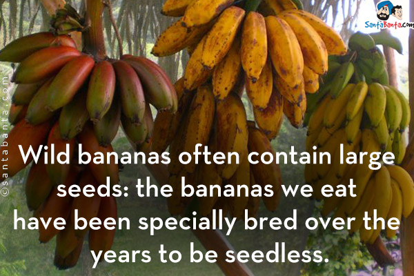 Wild bananas often contain large seeds: the bananas we eat have been specially bred over the years to be seedless.