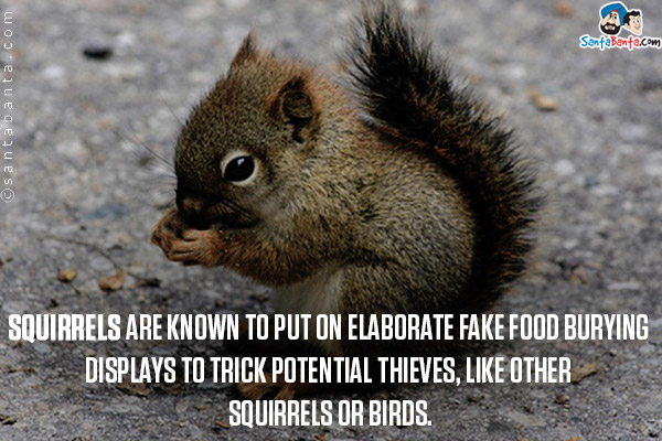 Squirrels are known to put on elaborate fake food burying displays to trick potential thieves, like other squirrels or birds.