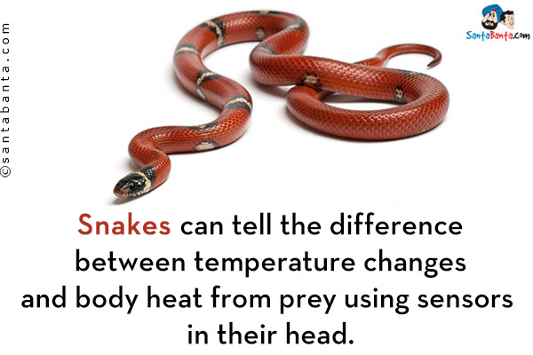 Snakes can tell the difference between temperature changes and body heat from prey using sensors in their head.