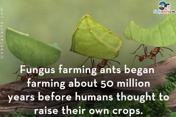 Fungus farming ants began farming about 50 million years before humans thought to raise their own crops.