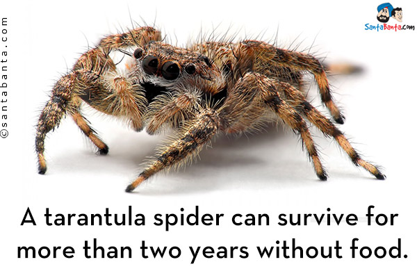 A tarantula spider can survive for more than two years without food.