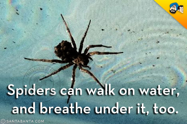 Spiders can walk on water, and breathe under it, too.