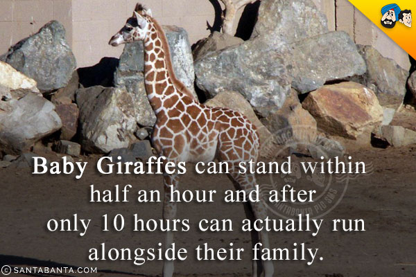 Baby Giraffes can stand within half an hour and after only 10 hours can actually run alongside their family.