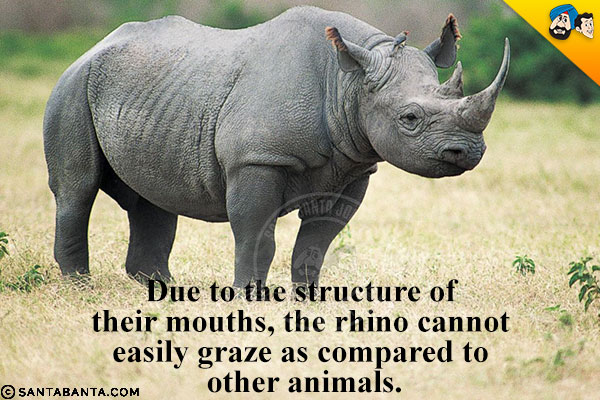 Due to the structure of their mouths, the rhino cannot easily graze as compared to other animals.