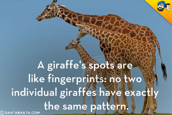 A giraffe's spots are like fingerprints: no two individual giraffes have exactly the same pattern.