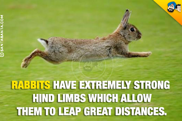 Rabbits have extremely strong hind limbs which allow them to leap great distances.