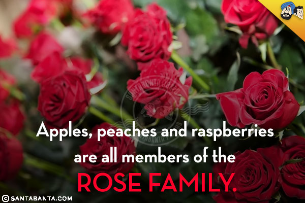 Apples, peaches and raspberries are all members of the rose family.