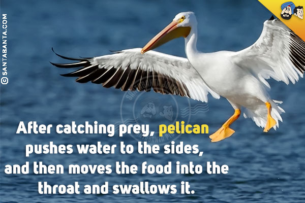 After catching prey, pelican pushes water to the sides, and then moves the food into the throat and swallows it.